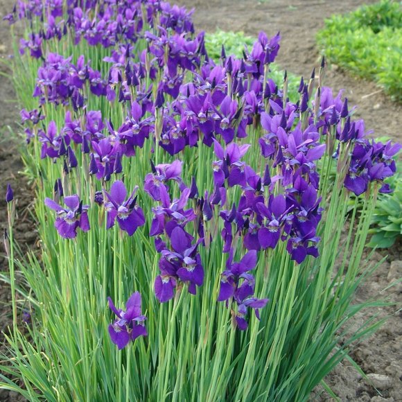 💜Siberian Iris Caesars Brother 15 plants  for $15 - Picture 4 of 4